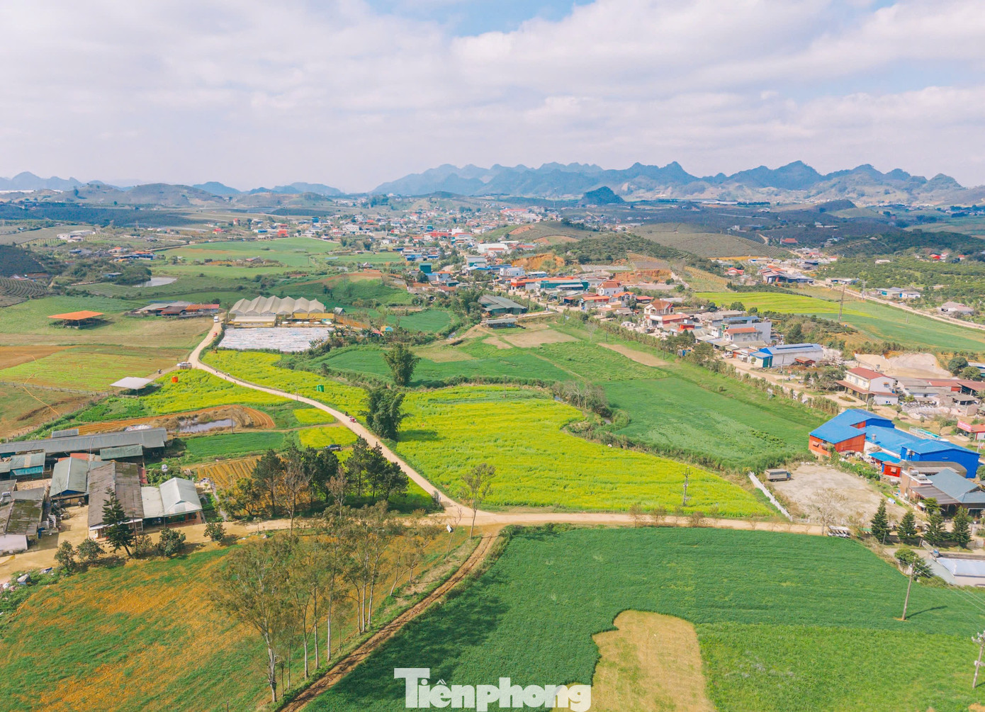 Lạc bước giữa bạt ng&agrave;n hoa cải Mộc Ch&acirc;u- Ảnh 3.