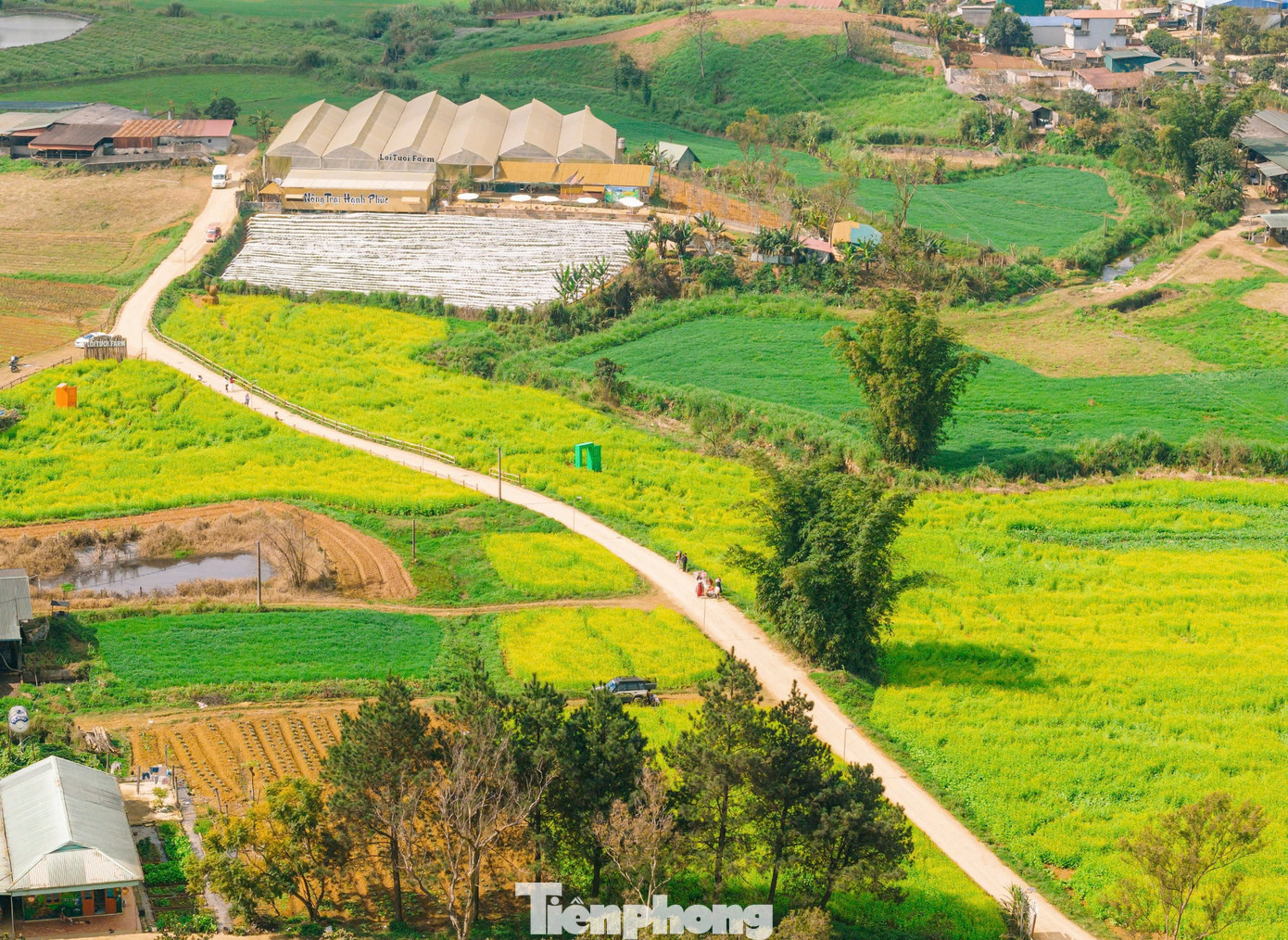 Lạc bước giữa bạt ng&agrave;n hoa cải Mộc Ch&acirc;u- Ảnh 2.