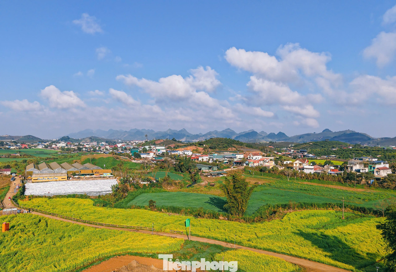 Lạc bước giữa bạt ng&agrave;n hoa cải Mộc Ch&acirc;u- Ảnh 9.