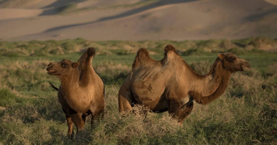 Lạc đ&agrave; hoang d&atilde; đ&atilde; tiến h&oacute;a để uống nước muối mặn hơn nước biển, th&aacute;ch thức mọi giới hạn sinh học- Ảnh 1.