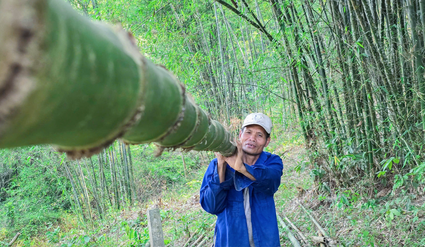 Lo&agrave;i c&acirc;y trồng một lần, thu cả đời: &Iacute;t vốn, &iacute;t c&ocirc;ng chăm s&oacute;c, mỗi th&aacute;ng c&oacute; chục triệu đồng- Ảnh 1.