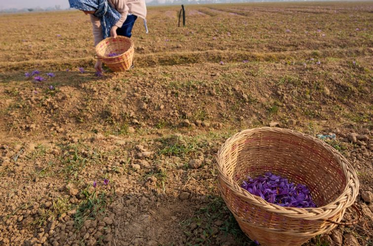 Gia vị đắt nhất thế giới bất ngờ gặp "b&atilde;o t&aacute;p": Sản lượng thấp kỉ lục, l&agrave; hoa qu&yacute; chỉ nở 36 tiếng mỗi năm- Ảnh 1.