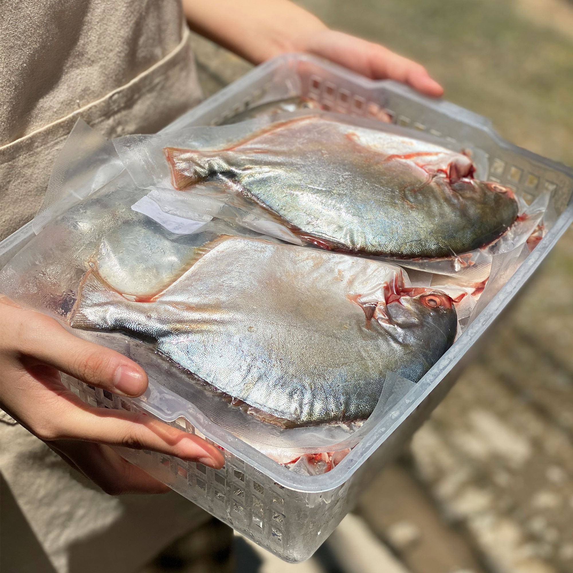 3 loại c&aacute; &acirc;m thầm nu&ocirc;i tr&iacute; n&atilde;o: Chợ Việt b&aacute;n đầy nhưng chỉ d&acirc;n s&agrave;nh mới biết để mua- Ảnh 2.