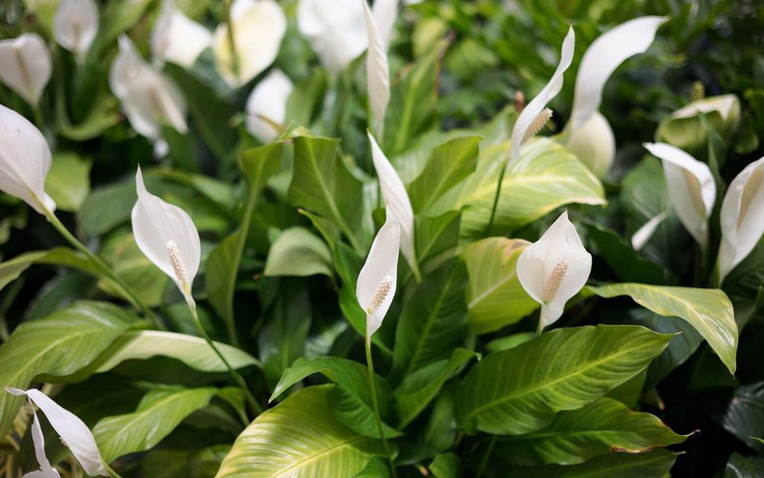 Lan &yacute; l&agrave; loại c&acirc;y phong thủy được nhiều gia đ&igrave;nh ưa chuộng (Ảnh: Getty).