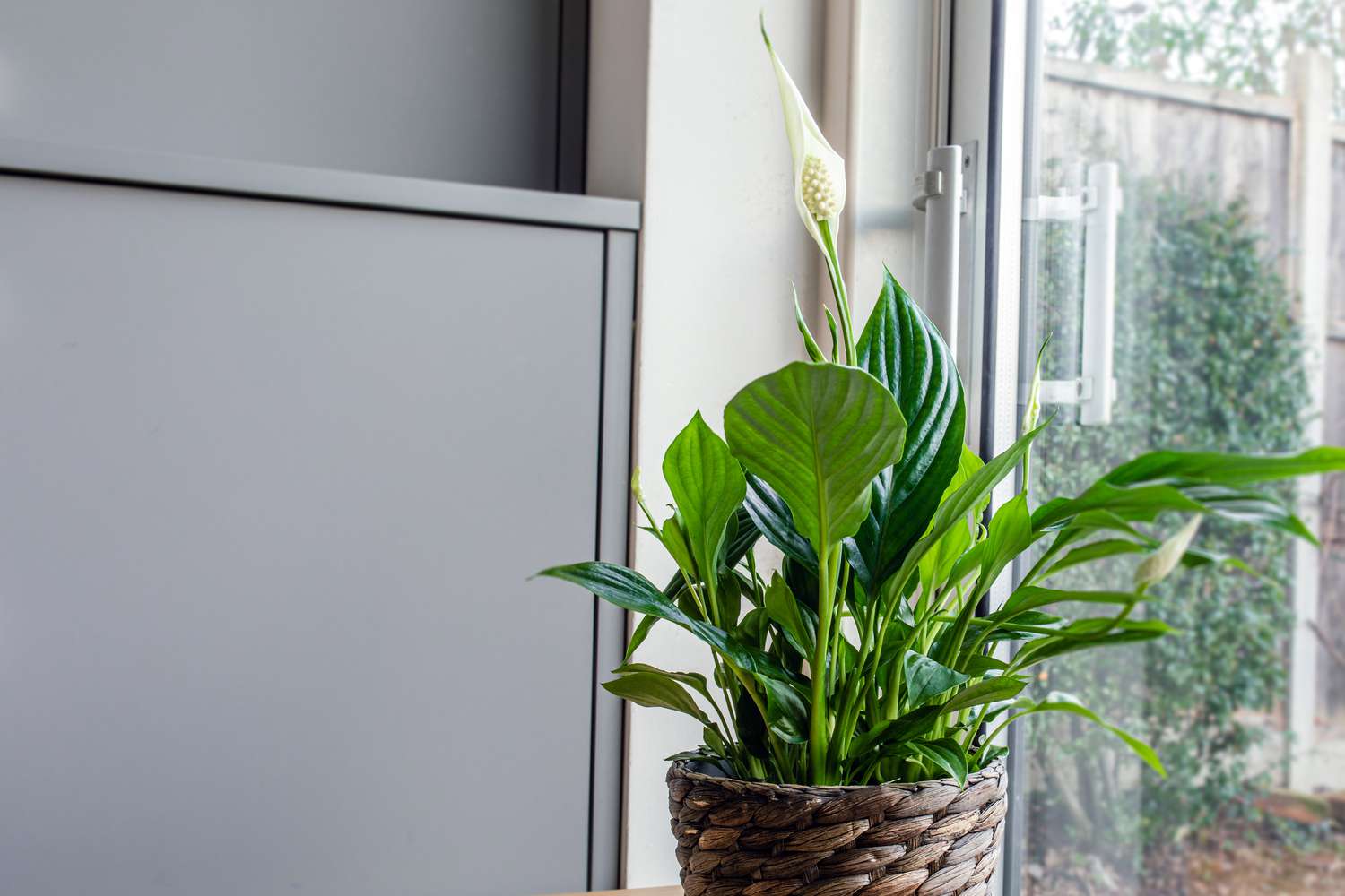 3 vị tr&iacute; tốt nhất trong nh&agrave; để đặt c&acirc;y lan &yacute; v&agrave;o năm 2026- Ảnh 4.