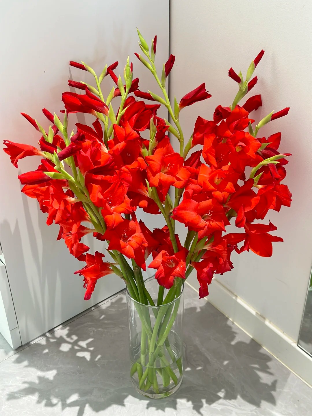 Tết n&agrave;y đừng chỉ chơi đ&agrave;o mai, muốn nh&agrave; vừa sang vừa "h&uacute;t lộc" th&igrave; đ&acirc;y l&agrave; lo&agrave;i hoa bạn nhất định phải chưng!- Ảnh 7.