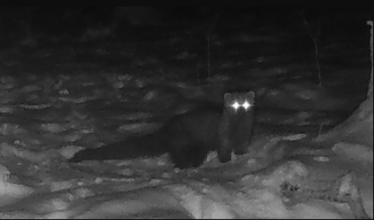 Lần theo đoạn video chỉ v&agrave;i gi&acirc;y, chuy&ecirc;n gia h&acirc;n hoan t&igrave;m thấy lo&agrave;i vật từng 