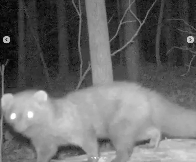 Lo&agrave;i vật t&aacute;i xuất sau hơn 100 năm khiến giới khoa học sửng sốt- Ảnh 1.