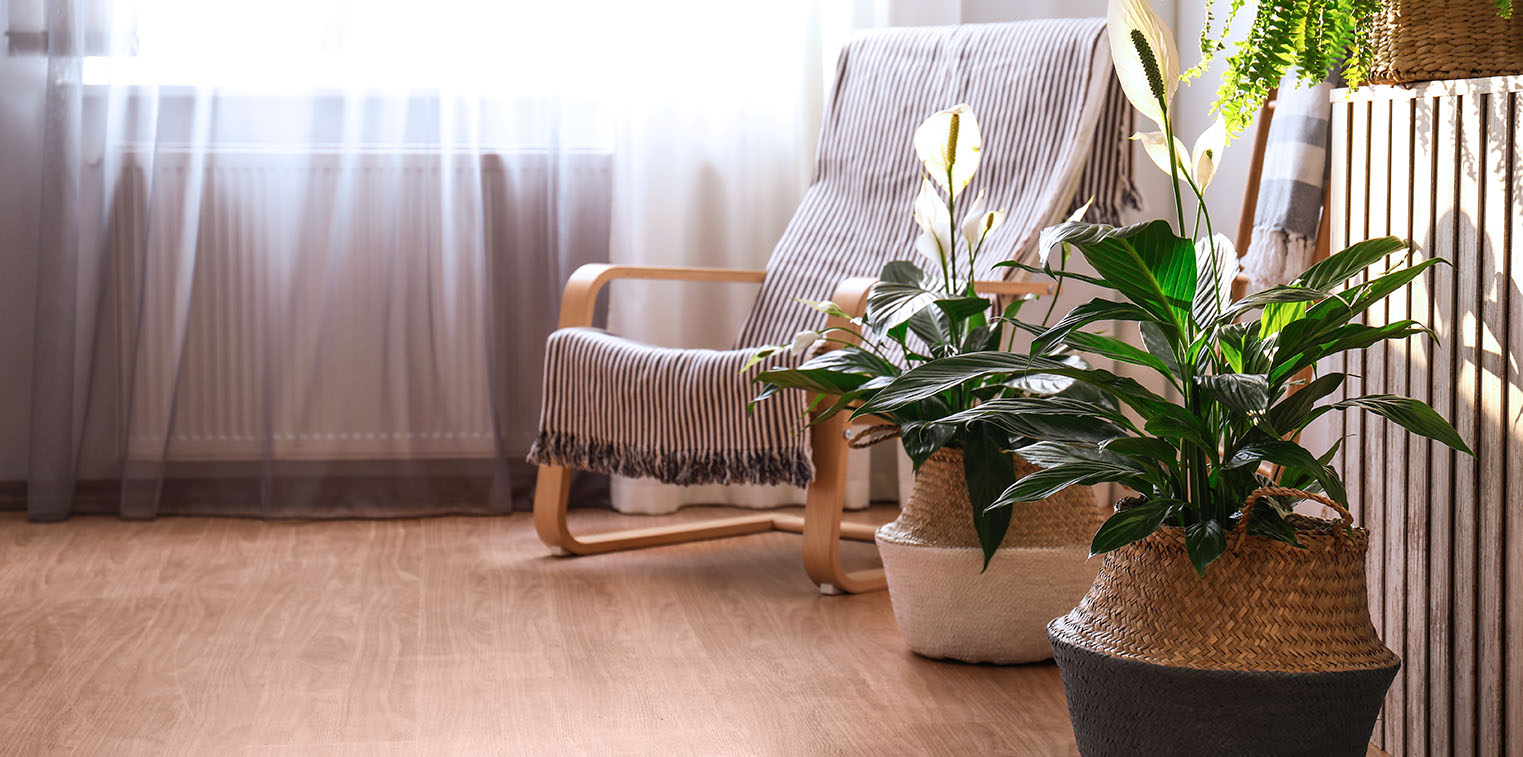 3 vị tr&iacute; tốt nhất trong nh&agrave; để đặt c&acirc;y lan &yacute; v&agrave;o năm 2026- Ảnh 3.