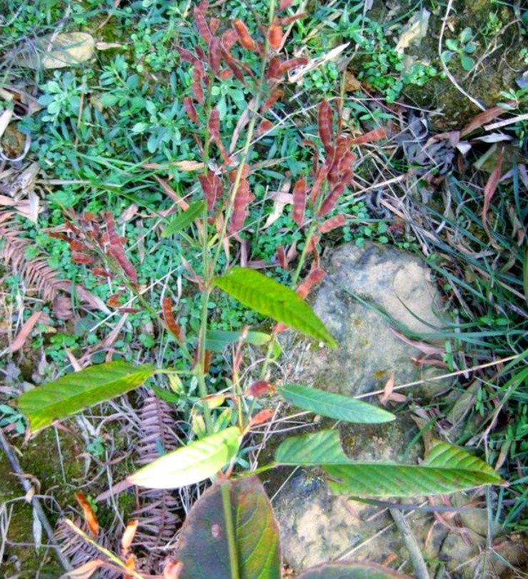 Ra bờ suối h&aacute;i c&acirc;y dại "đầy c&ocirc;n tr&ugrave;ng&rdquo;, ai ngờ b&aacute;n hơn 500.000đ/kg, người mua tranh nhau r&uacute;t v&iacute;- Ảnh 1.