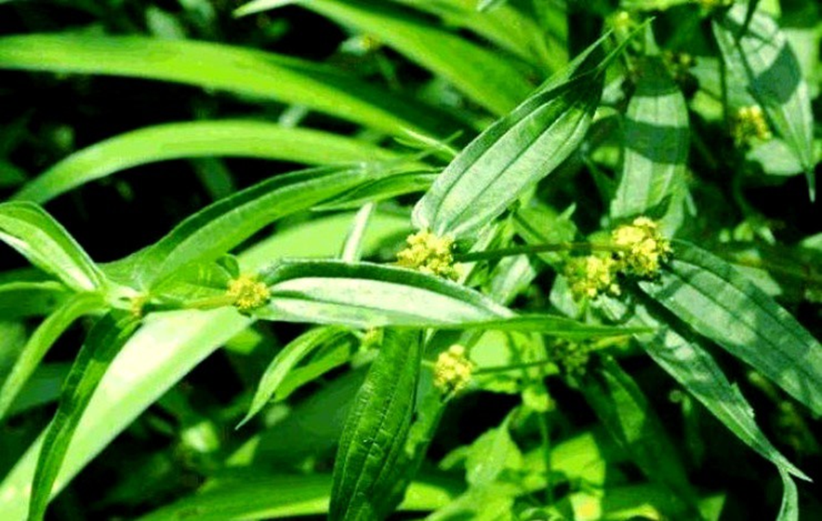 Ra bờ suối h&aacute;i c&acirc;y dại "đầy c&ocirc;n tr&ugrave;ng&rdquo;, ai ngờ b&aacute;n hơn 500.000đ/kg, người mua tranh nhau r&uacute;t v&iacute;- Ảnh 2.