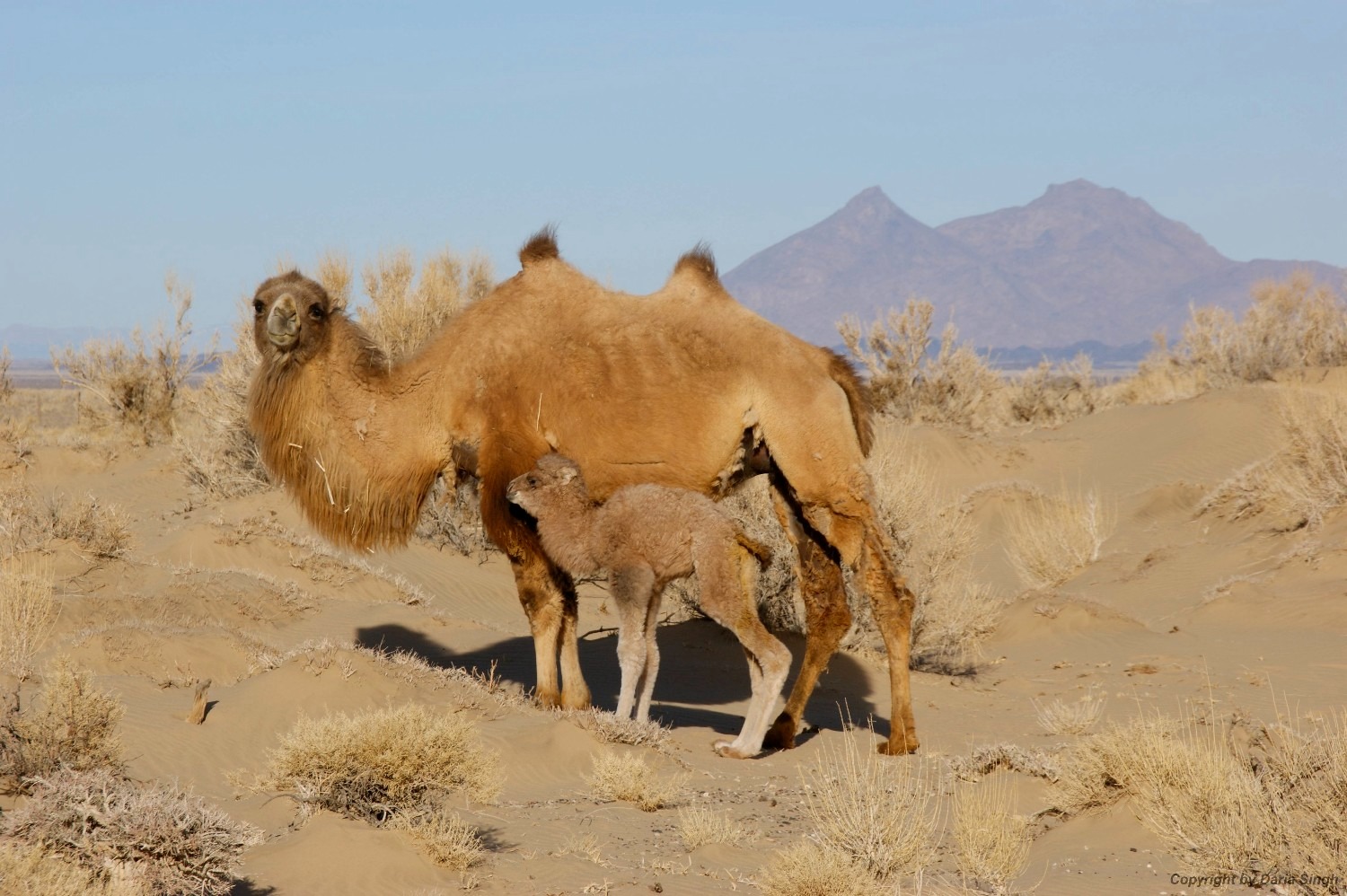 Lạc đ&agrave; hoang d&atilde; đ&atilde; tiến h&oacute;a để uống nước muối mặn hơn nước biển, th&aacute;ch thức mọi giới hạn sinh học- Ảnh 4.