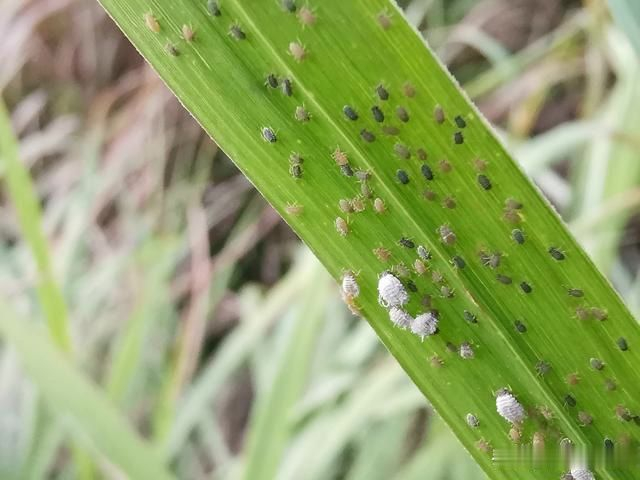 Bị vẻ đẹp đánh lừa, tôi đã trồng lan Clivia và gặp ngay 4 cú sốc khiến phải bỏ lập tức- Ảnh 4. Bị vẻ đẹp đánh lừa, tôi đã trồng lan Clivia và gặp ngay 4 cú sốc khiến phải bỏ lập tức- Ảnh 4.