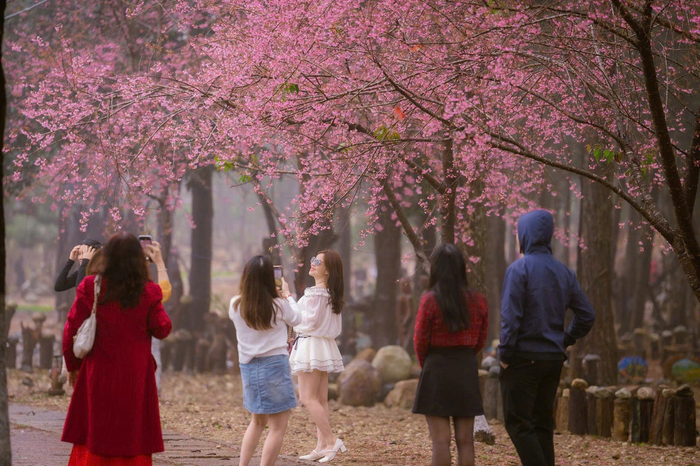 Du kh&aacute;ch nườm nượp đổ về Măng Đen ngắm hoa anh đ&agrave;o nở rộ- Ảnh 12.