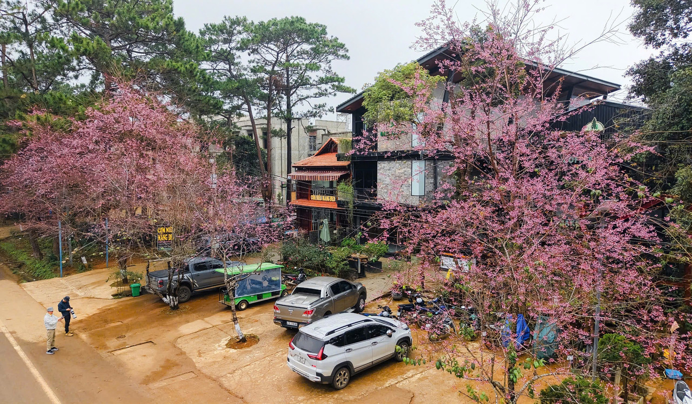 Du kh&aacute;ch nườm nượp đổ về Măng Đen ngắm hoa anh đ&agrave;o nở rộ- Ảnh 4.