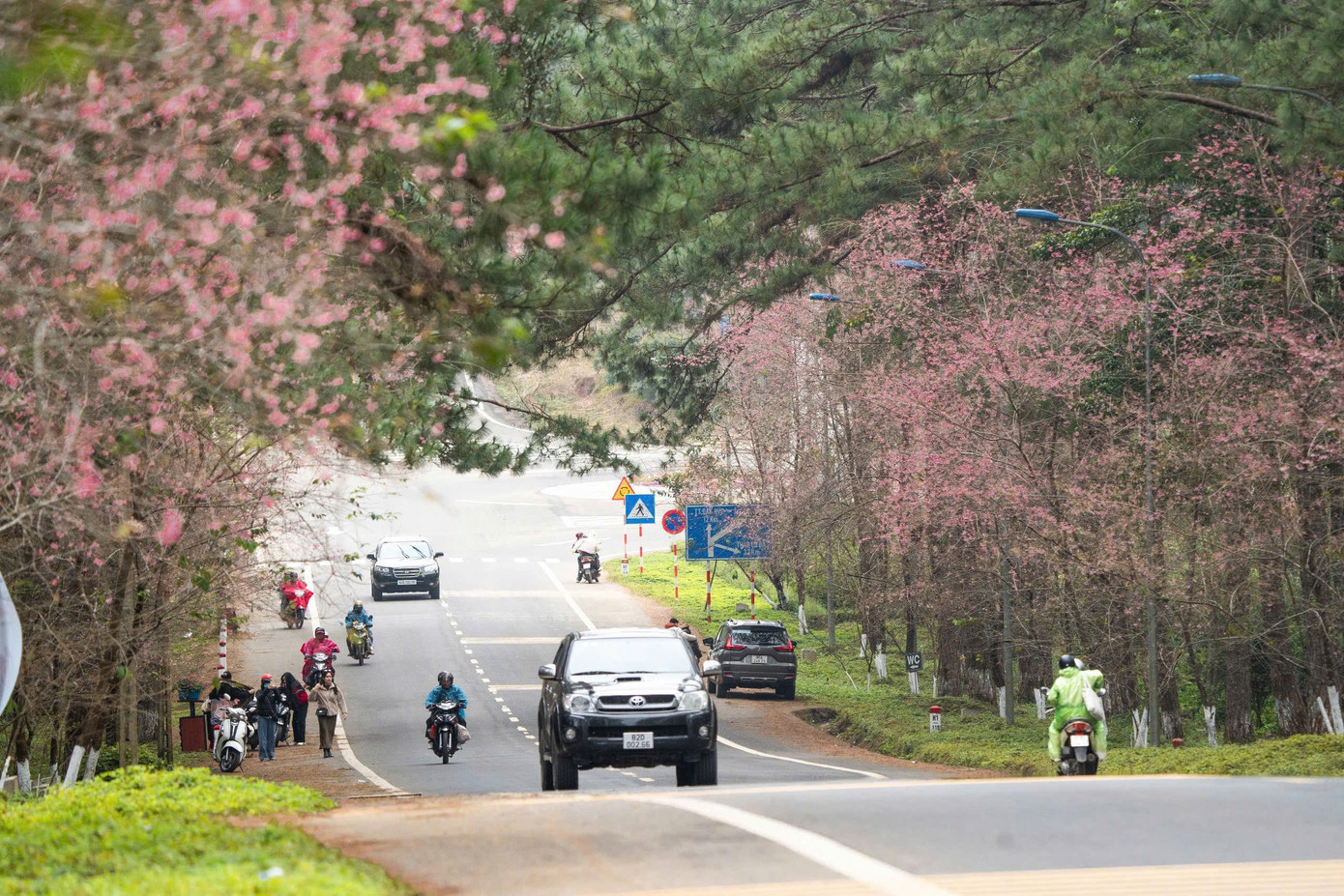 Du kh&aacute;ch nườm nượp đổ về Măng Đen ngắm hoa anh đ&agrave;o nở rộ- Ảnh 5.