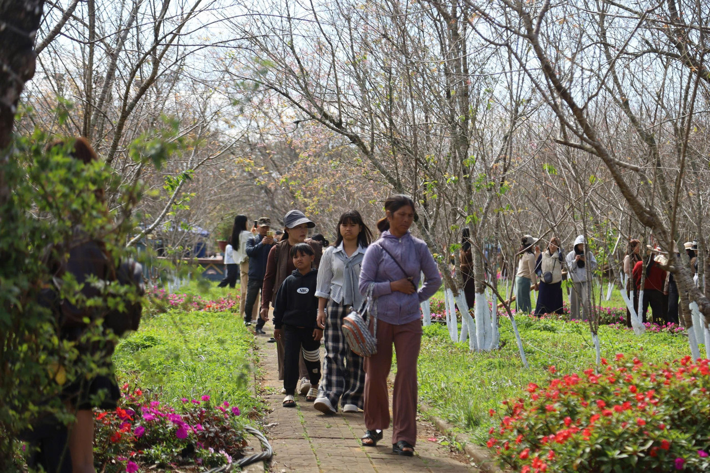 Du kh&aacute;ch nườm nượp đổ về Măng Đen ngắm hoa anh đ&agrave;o nở rộ- Ảnh 23.
