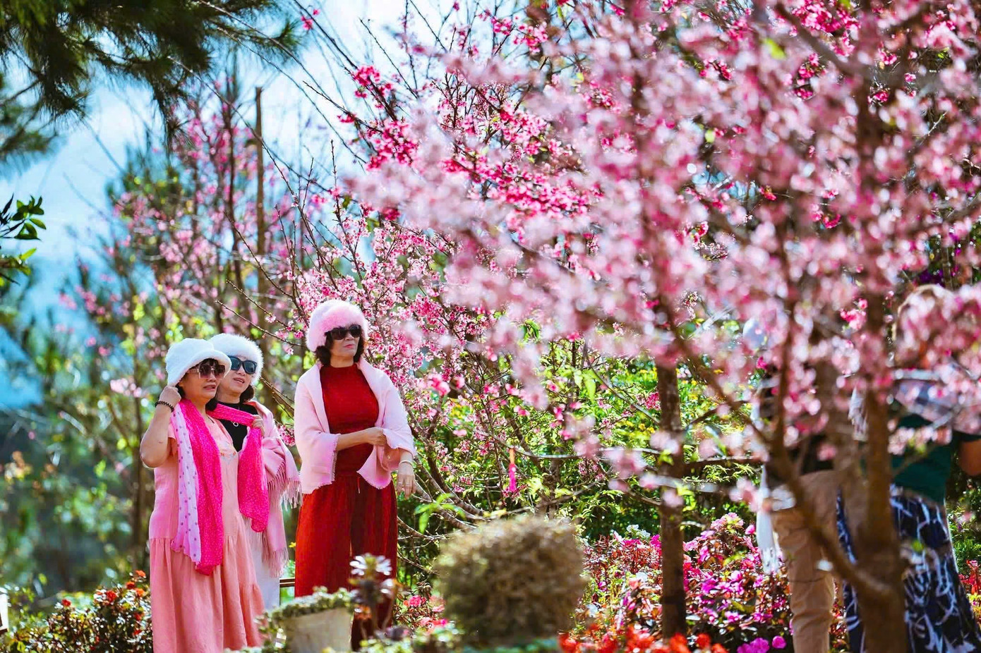 Du kh&aacute;ch nườm nượp đổ về Măng Đen ngắm hoa anh đ&agrave;o nở rộ- Ảnh 13.