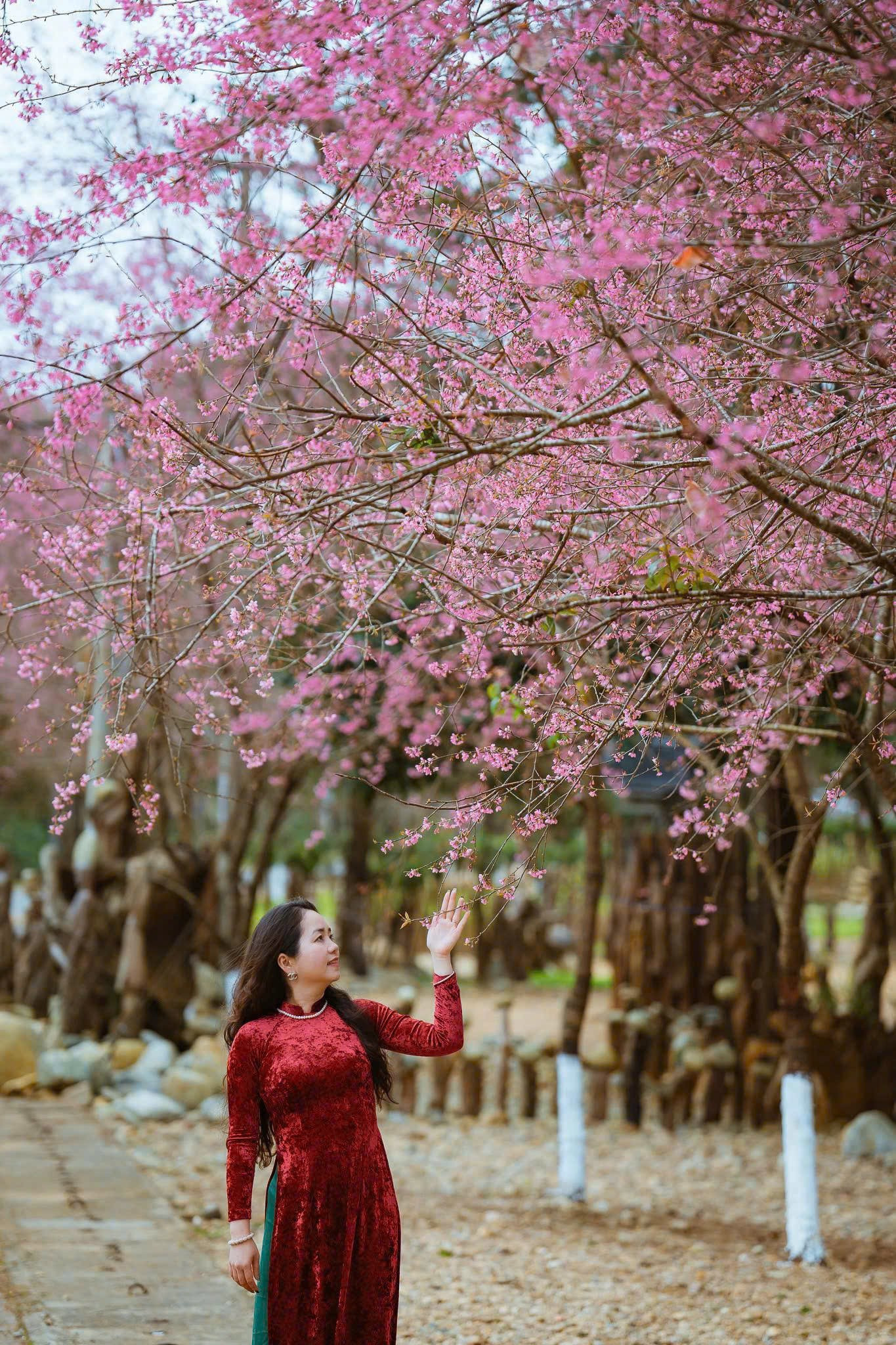 Du kh&aacute;ch nườm nượp đổ về Măng Đen ngắm hoa anh đ&agrave;o nở rộ- Ảnh 19.