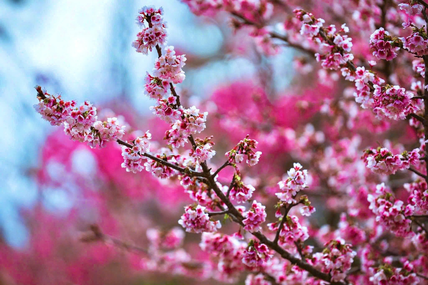 Du kh&aacute;ch nườm nượp đổ về Măng Đen ngắm hoa anh đ&agrave;o nở rộ- Ảnh 18.