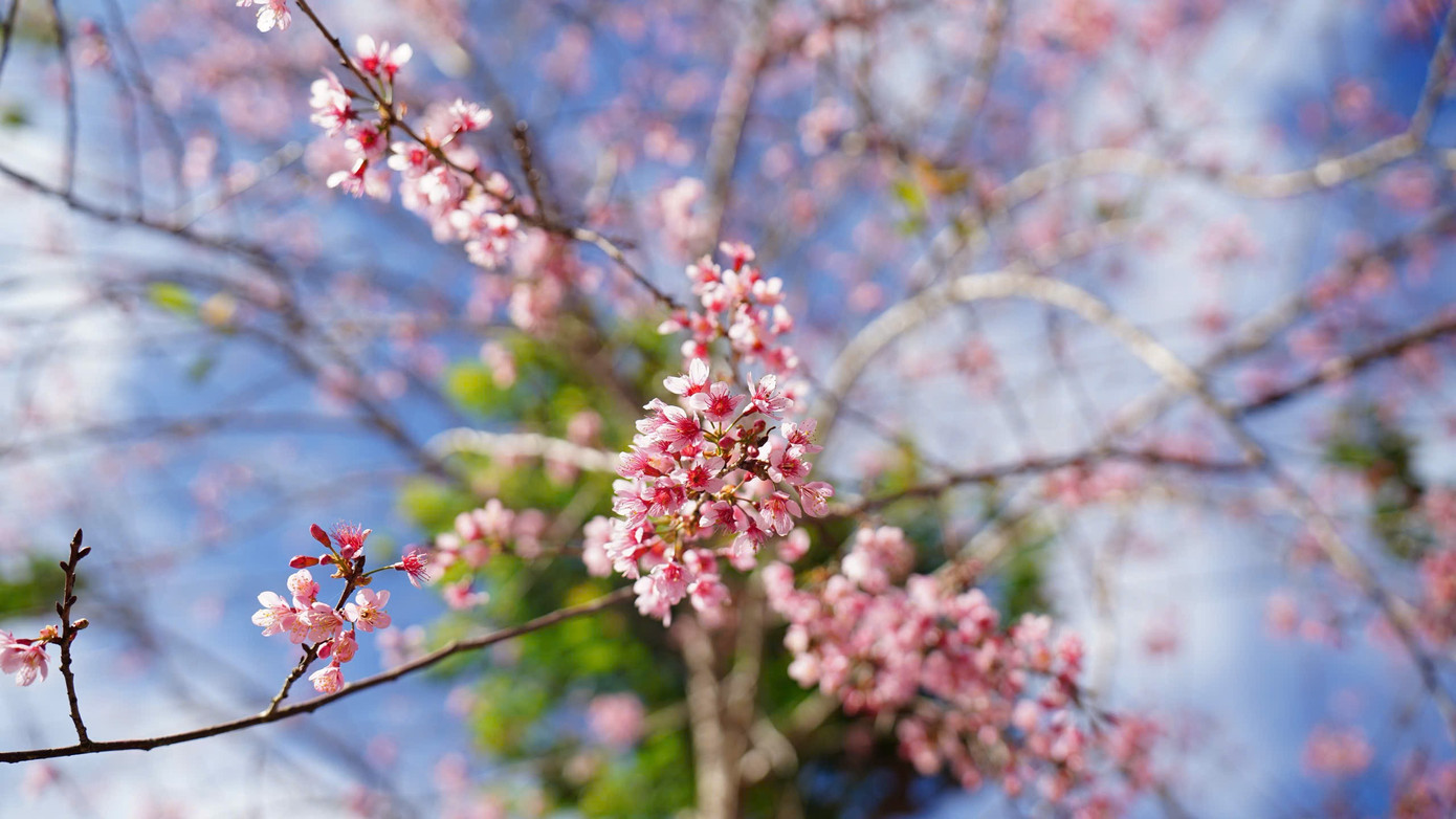 Du kh&aacute;ch nườm nượp đổ về Măng Đen ngắm hoa anh đ&agrave;o nở rộ- Ảnh 16.