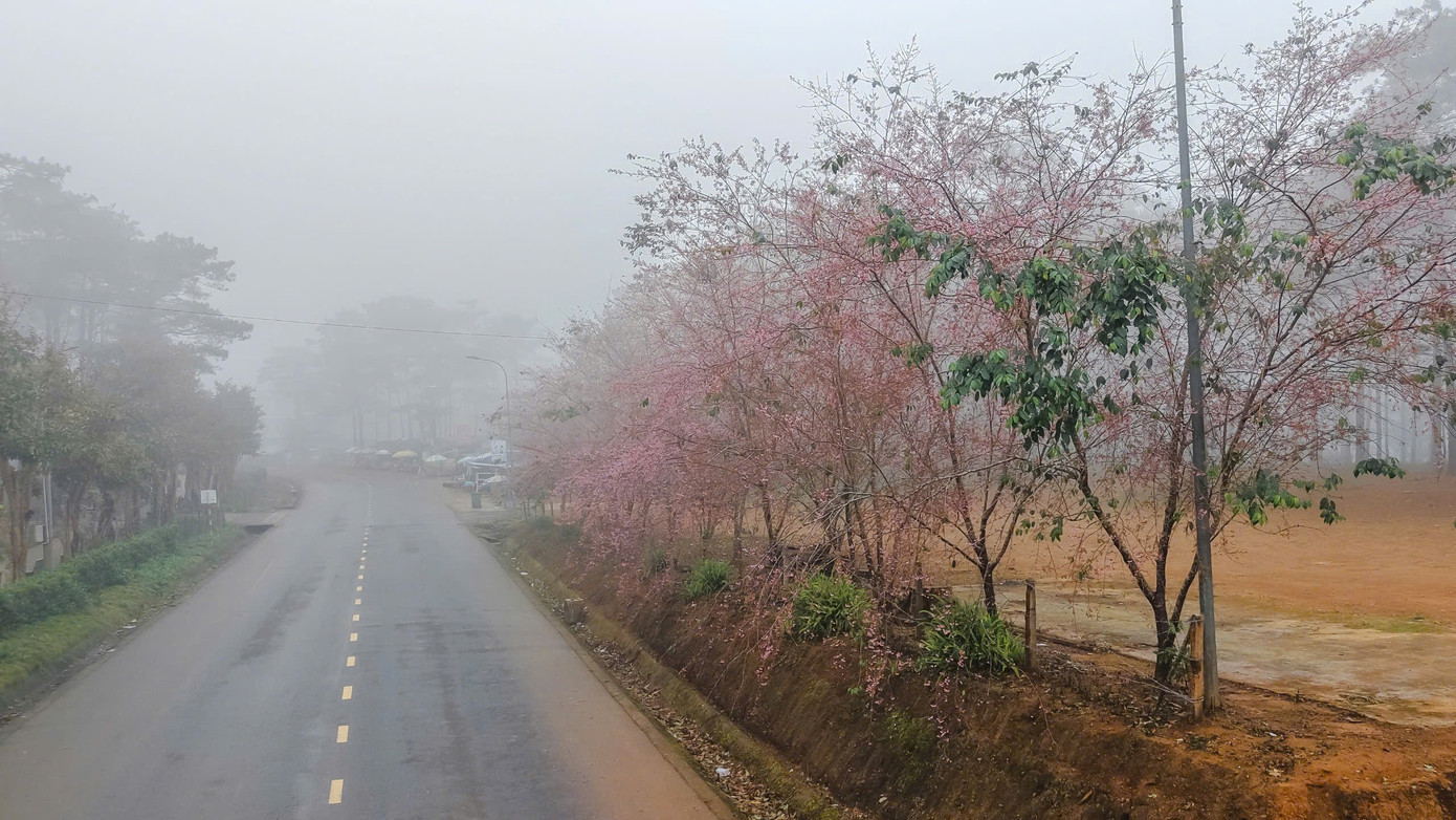 Du kh&aacute;ch nườm nượp đổ về Măng Đen ngắm hoa anh đ&agrave;o nở rộ- Ảnh 8.
