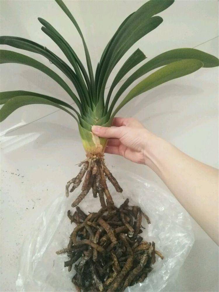 Bị vẻ đẹp đánh lừa, tôi đã trồng lan Clivia và gặp ngay 4 cú sốc khiến phải bỏ lập tức- Ảnh 2. Bị vẻ đẹp đánh lừa, tôi đã trồng lan Clivia và gặp ngay 4 cú sốc khiến phải bỏ lập tức- Ảnh 2.