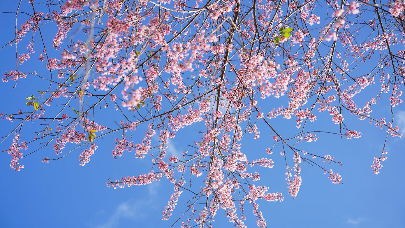 Du kh&aacute;ch nườm nượp đổ về Măng Đen ngắm hoa anh đ&agrave;o nở rộ- Ảnh 17.