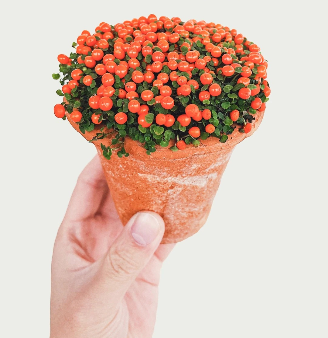 "Bảo bối" phong thủy mới cho Tết B&iacute;nh Ngọ 2026: T&ecirc;n nghe sang chảnh, b&eacute; x&iacute;u xiu m&agrave; h&uacute;t lộc cả năm- Ảnh 24.