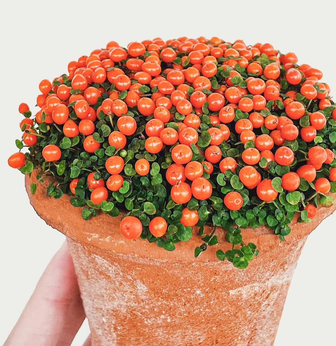 "Bảo bối" phong thủy mới cho Tết B&iacute;nh Ngọ 2026: T&ecirc;n nghe sang chảnh, b&eacute; x&iacute;u xiu m&agrave; h&uacute;t lộc cả năm- Ảnh 23.