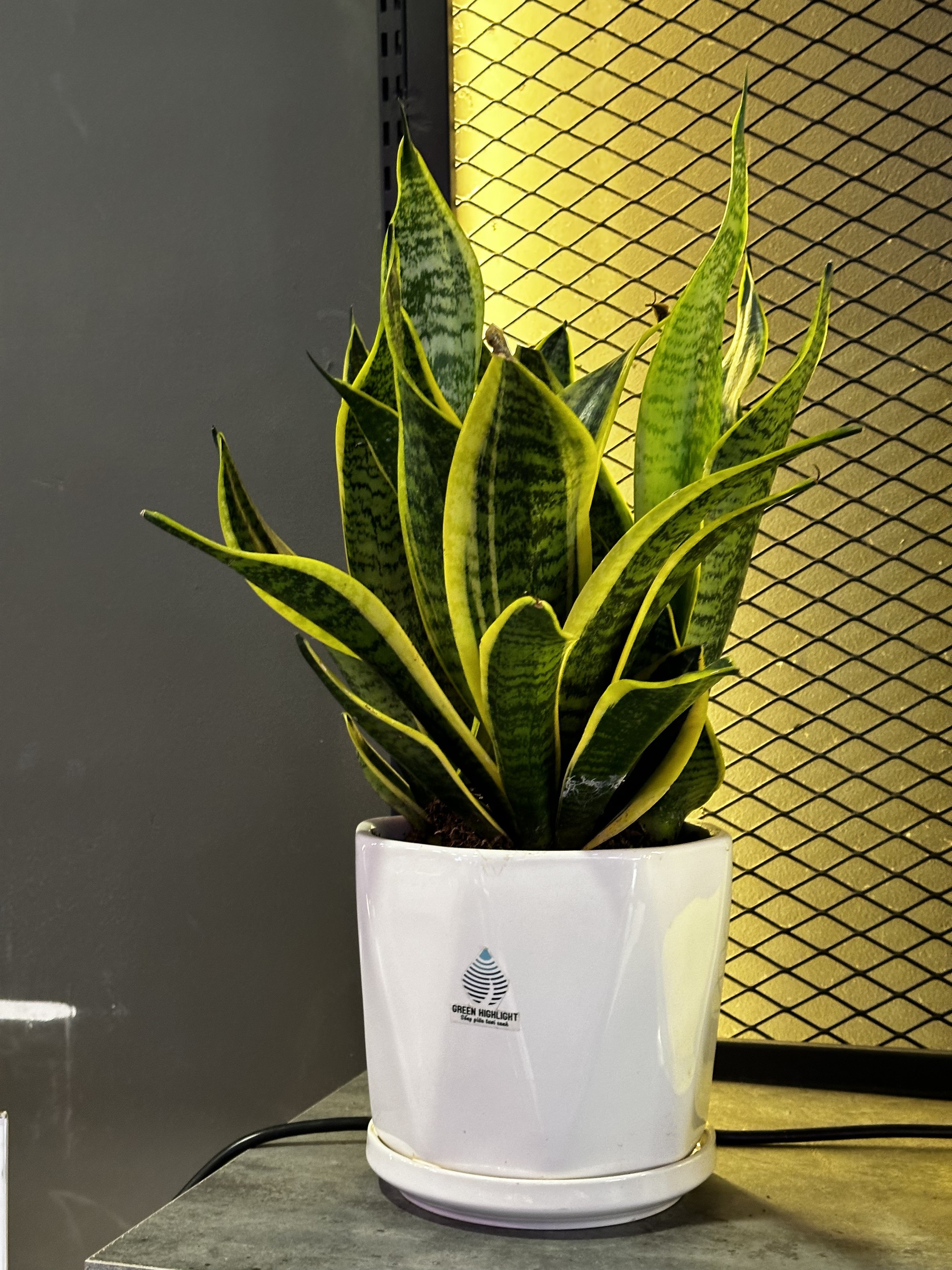 4 loại c&acirc;y cảnh đem lại sinh kh&iacute;, t&agrave;i lộc cho năm mới, khả năng lọc kh&ocirc;ng kh&iacute; th&igrave; qu&aacute; đỉnh- Ảnh 2.