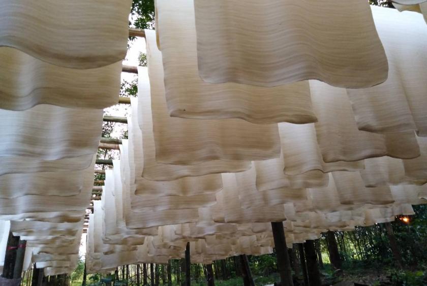 'V&agrave;ng trắng' của Việt Nam đắt h&agrave;ng tại Đ&ocirc;ng Nam &Aacute;: diện t&iacute;ch trồng hơn 900.000 ha, nước ta l&agrave; &ocirc;ng lớn top 5 thế giới- Ảnh 1.