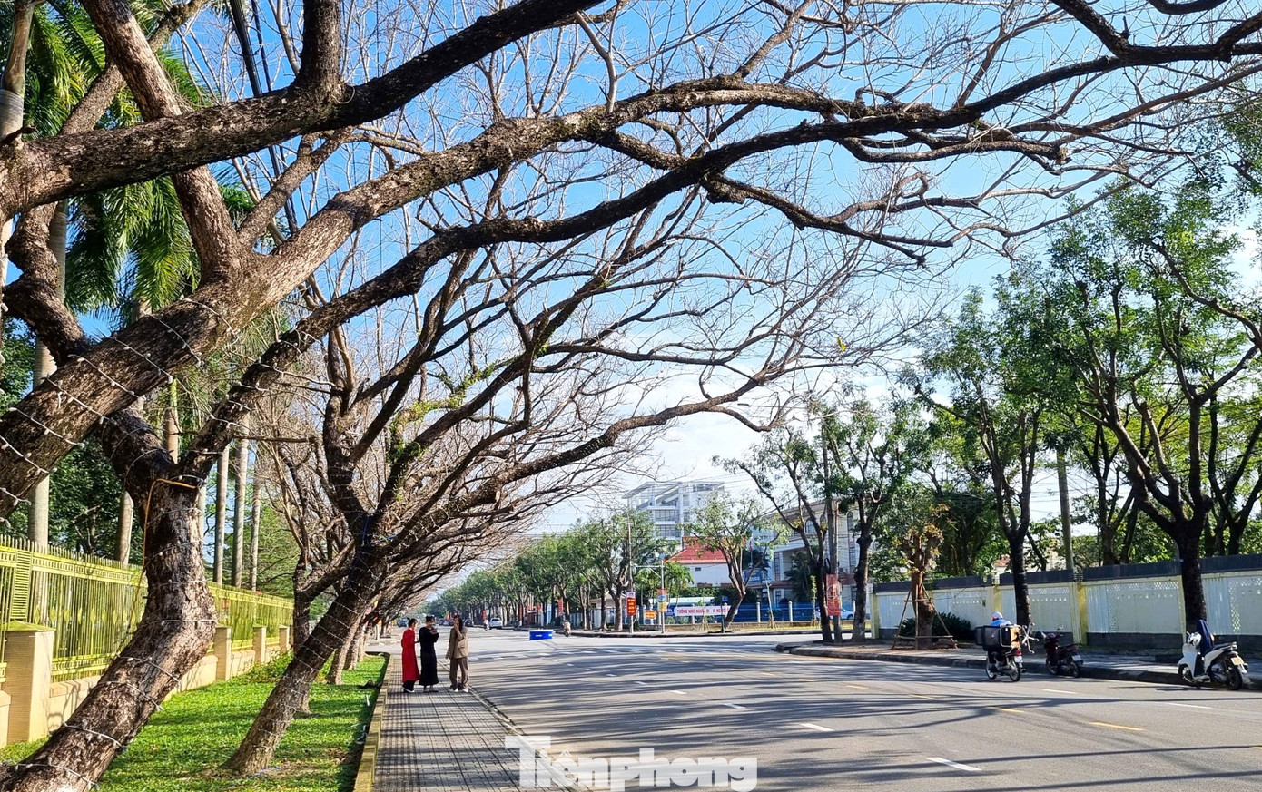 M&ecirc; mẩn check-in h&agrave;ng sưa khẳng khiu ngả b&oacute;ng đẹp như trong phim- Ảnh 8.