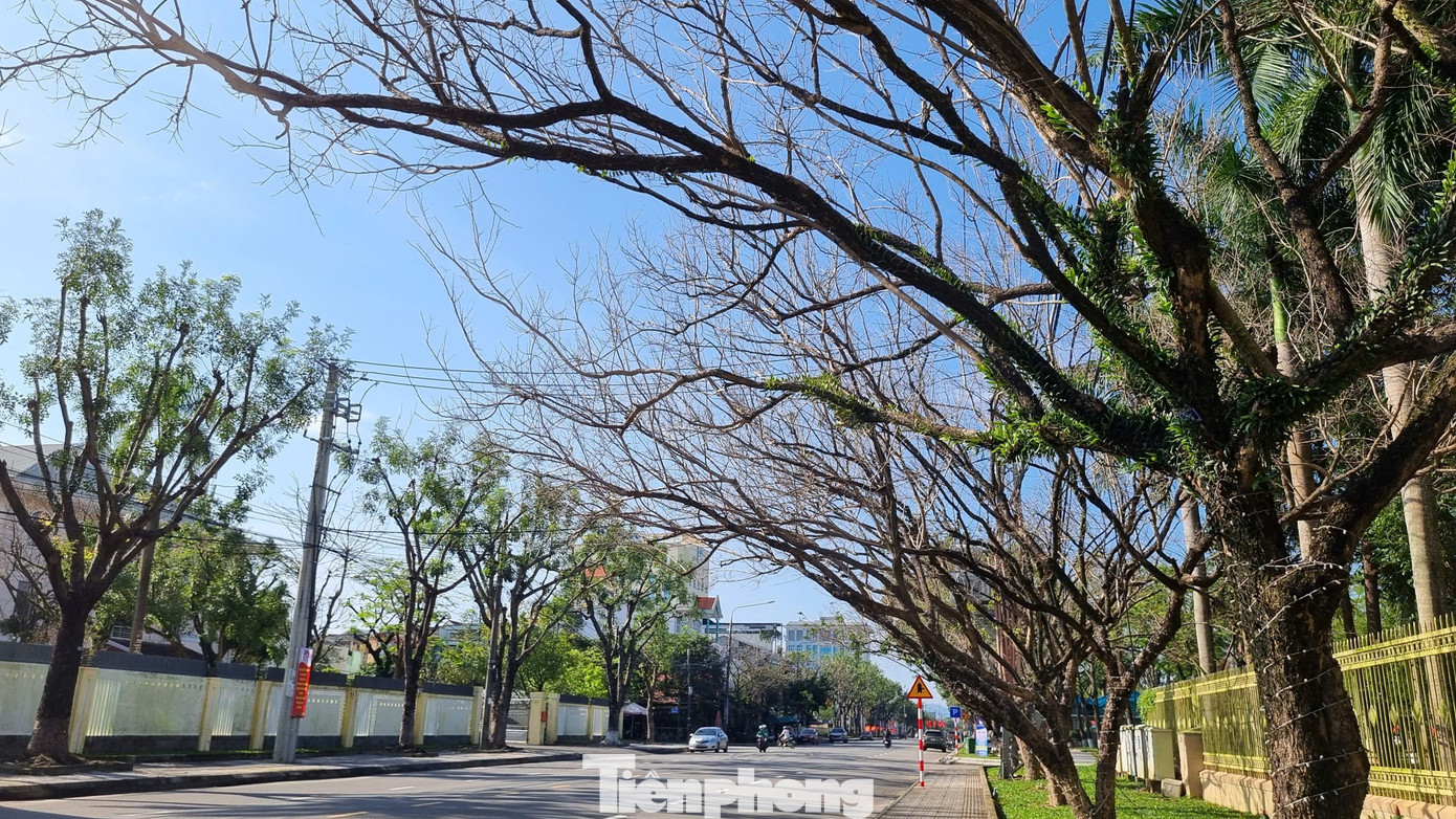 M&ecirc; mẩn check-in h&agrave;ng sưa khẳng khiu ngả b&oacute;ng đẹp như trong phim- Ảnh 6.