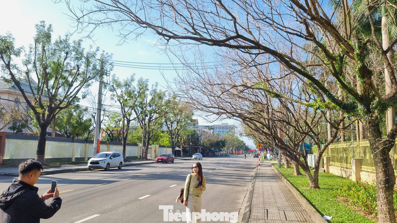 M&ecirc; mẩn check-in h&agrave;ng sưa khẳng khiu ngả b&oacute;ng đẹp như trong phim- Ảnh 1.