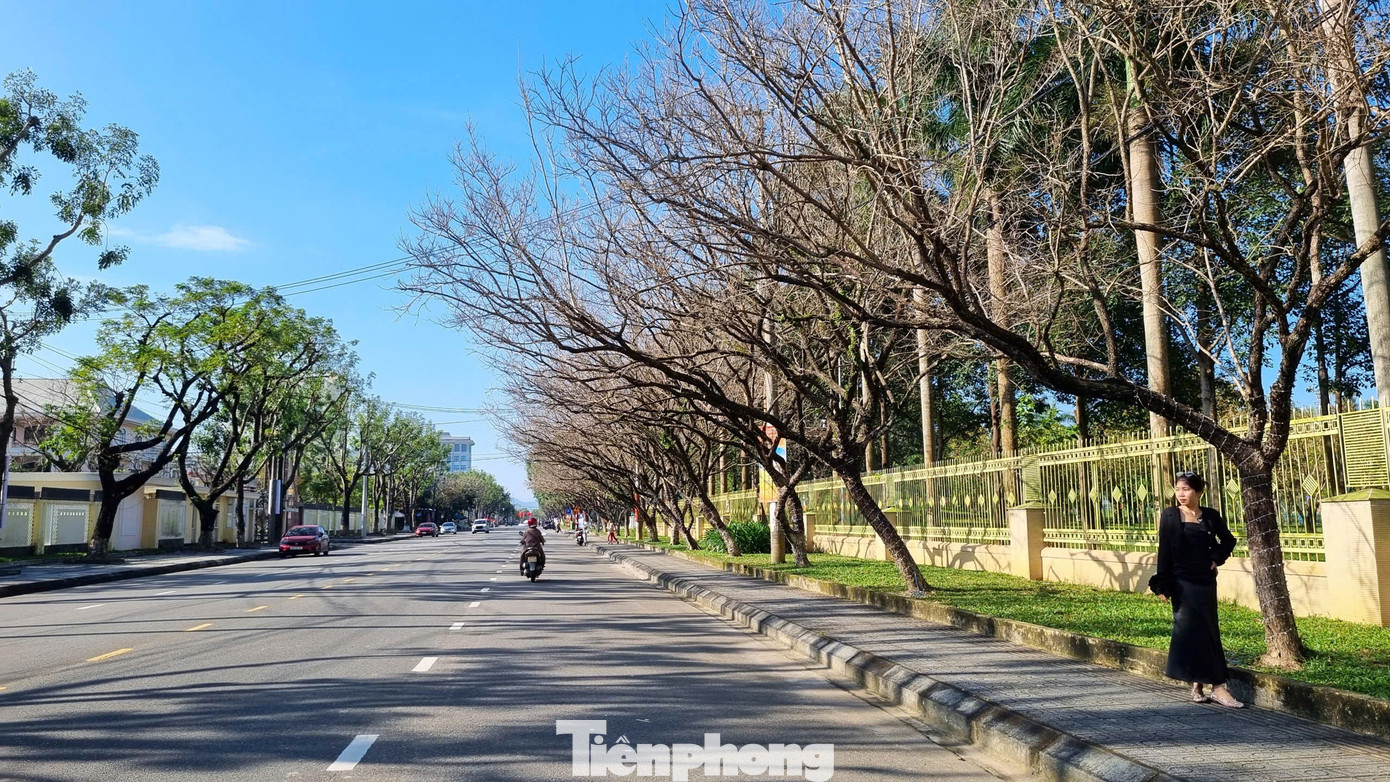 M&ecirc; mẩn check-in h&agrave;ng sưa khẳng khiu ngả b&oacute;ng đẹp như trong phim- Ảnh 5.