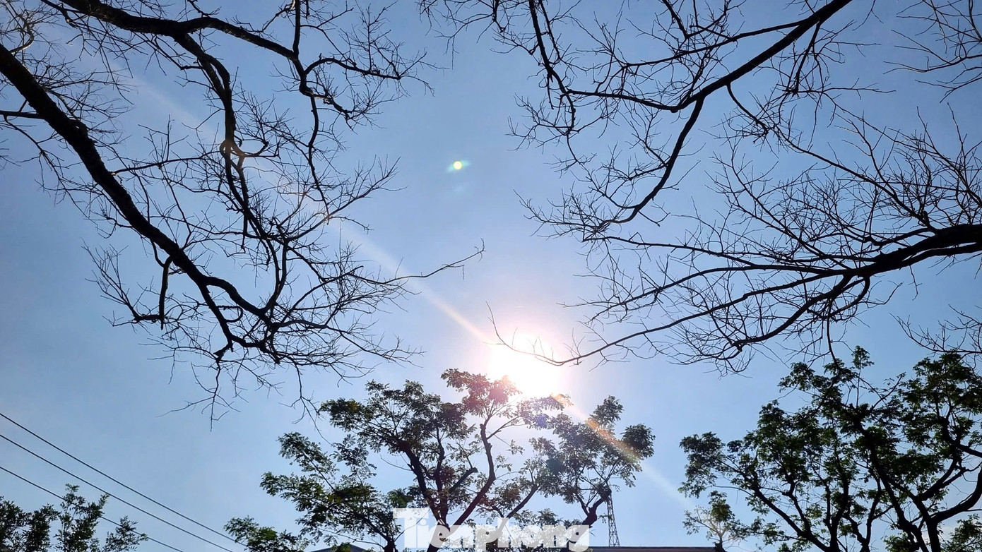 M&ecirc; mẩn check-in h&agrave;ng sưa khẳng khiu ngả b&oacute;ng đẹp như trong phim- Ảnh 9.