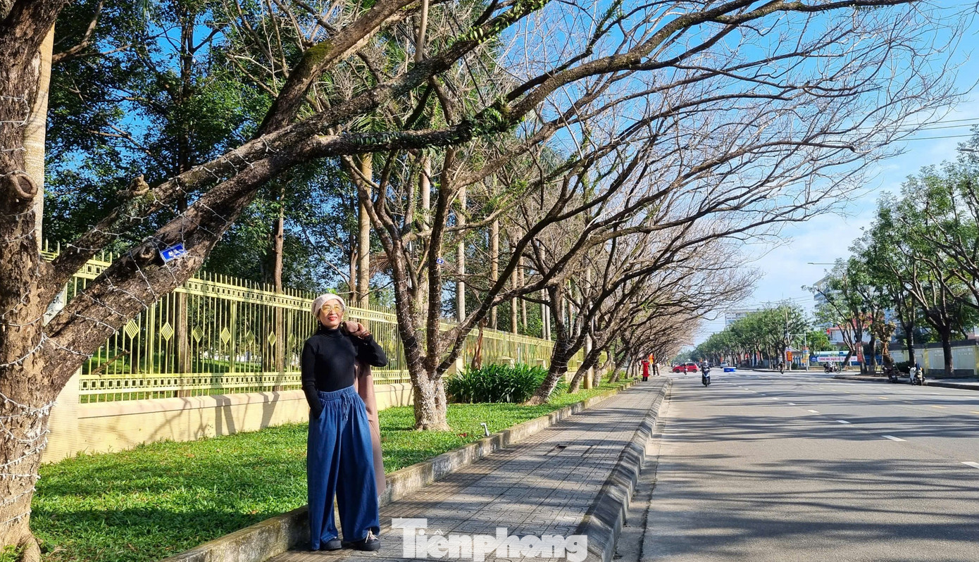 M&ecirc; mẩn check-in h&agrave;ng sưa khẳng khiu ngả b&oacute;ng đẹp như trong phim- Ảnh 17.