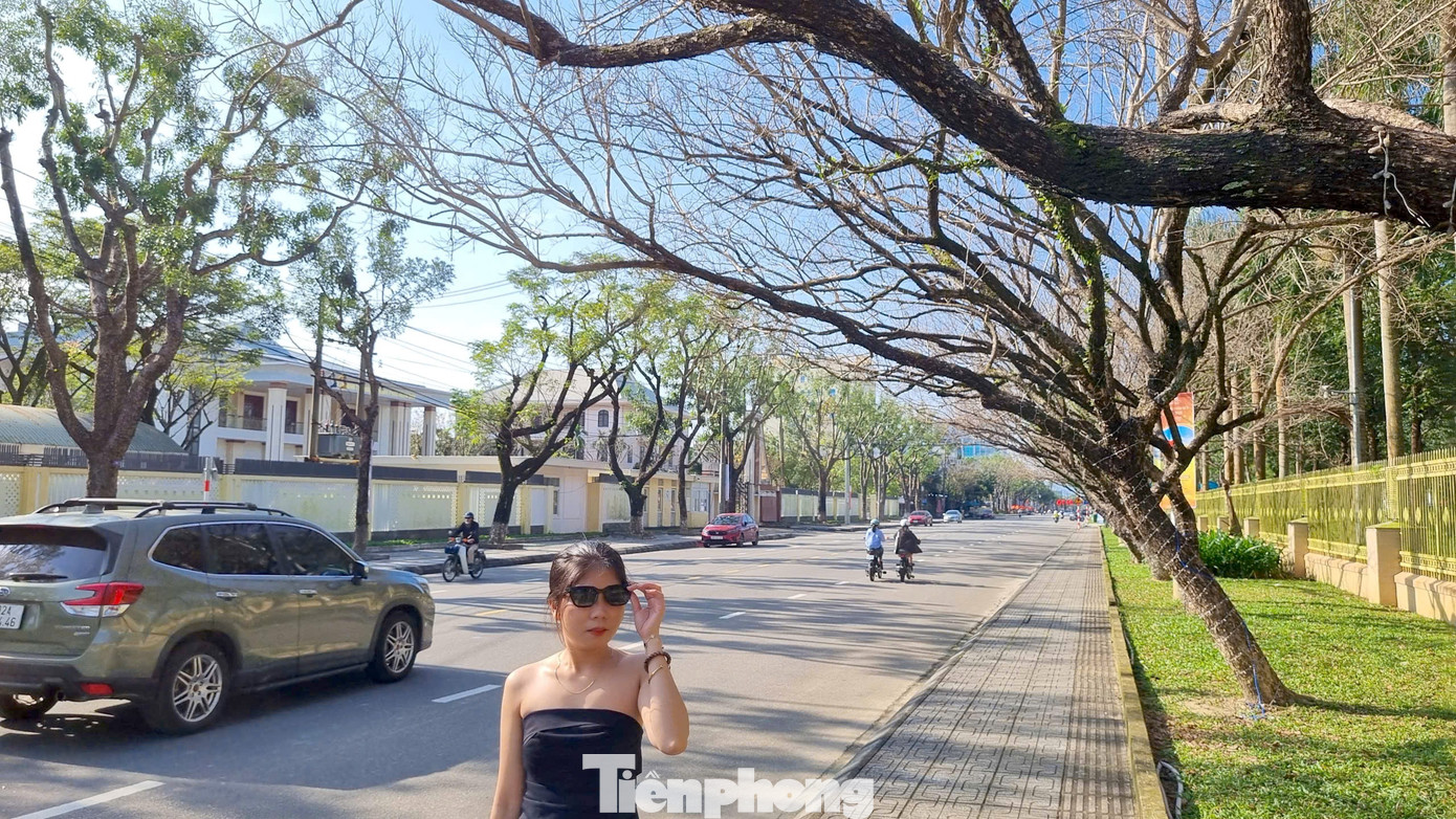 M&ecirc; mẩn check-in h&agrave;ng sưa khẳng khiu ngả b&oacute;ng đẹp như trong phim- Ảnh 12.