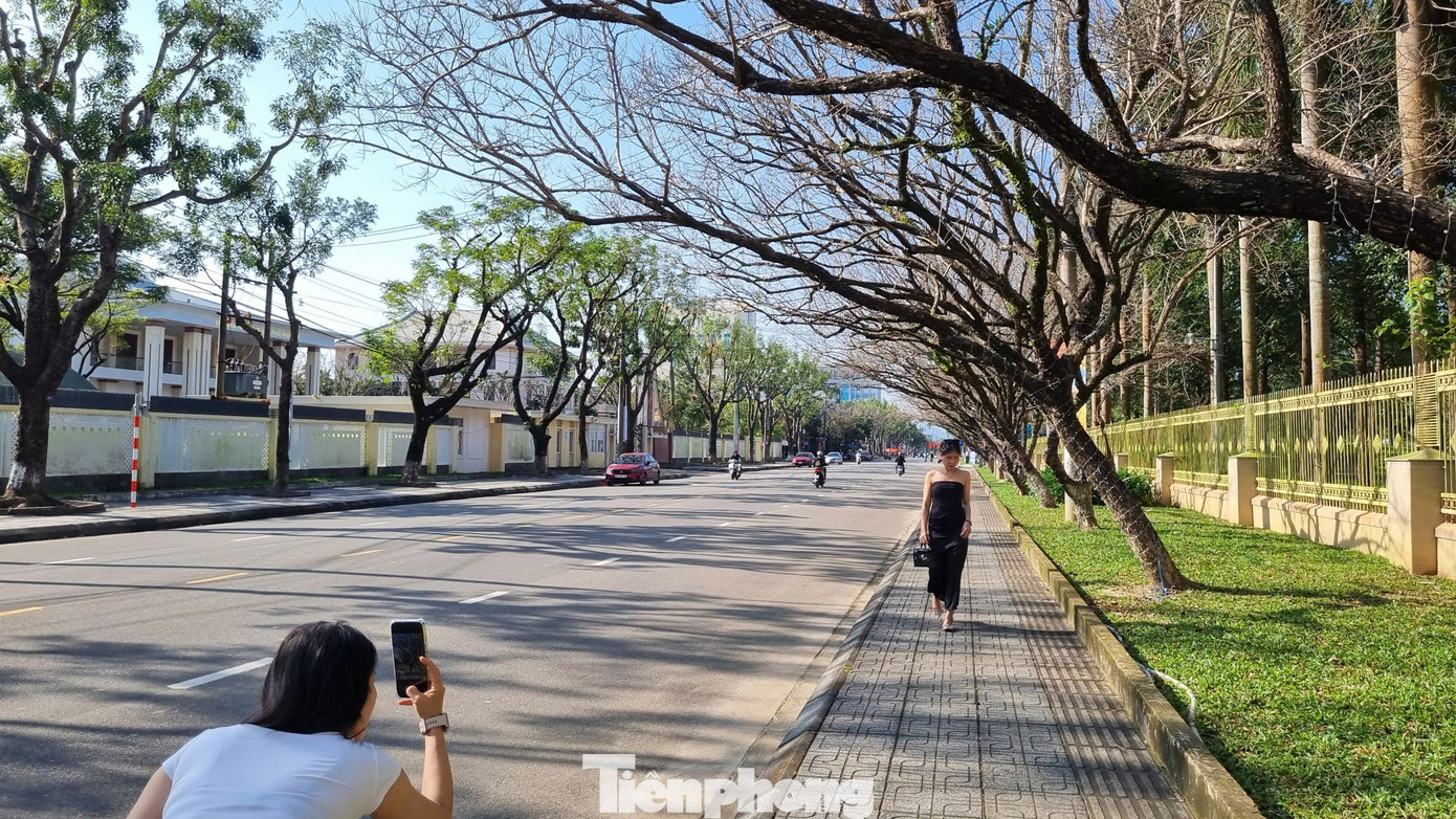 M&ecirc; mẩn check-in h&agrave;ng sưa khẳng khiu ngả b&oacute;ng đẹp như trong phim- Ảnh 2.