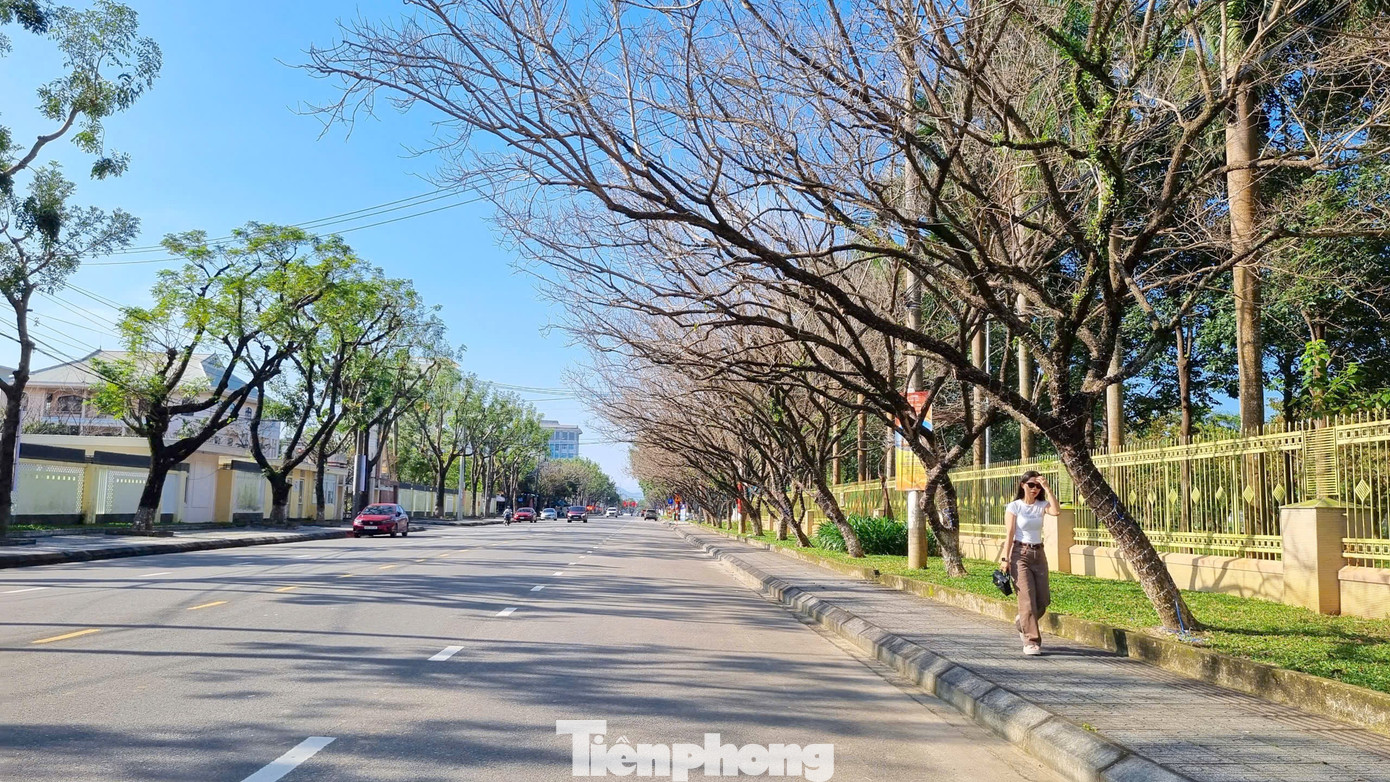 M&ecirc; mẩn check-in h&agrave;ng sưa khẳng khiu ngả b&oacute;ng đẹp như trong phim- Ảnh 16.
