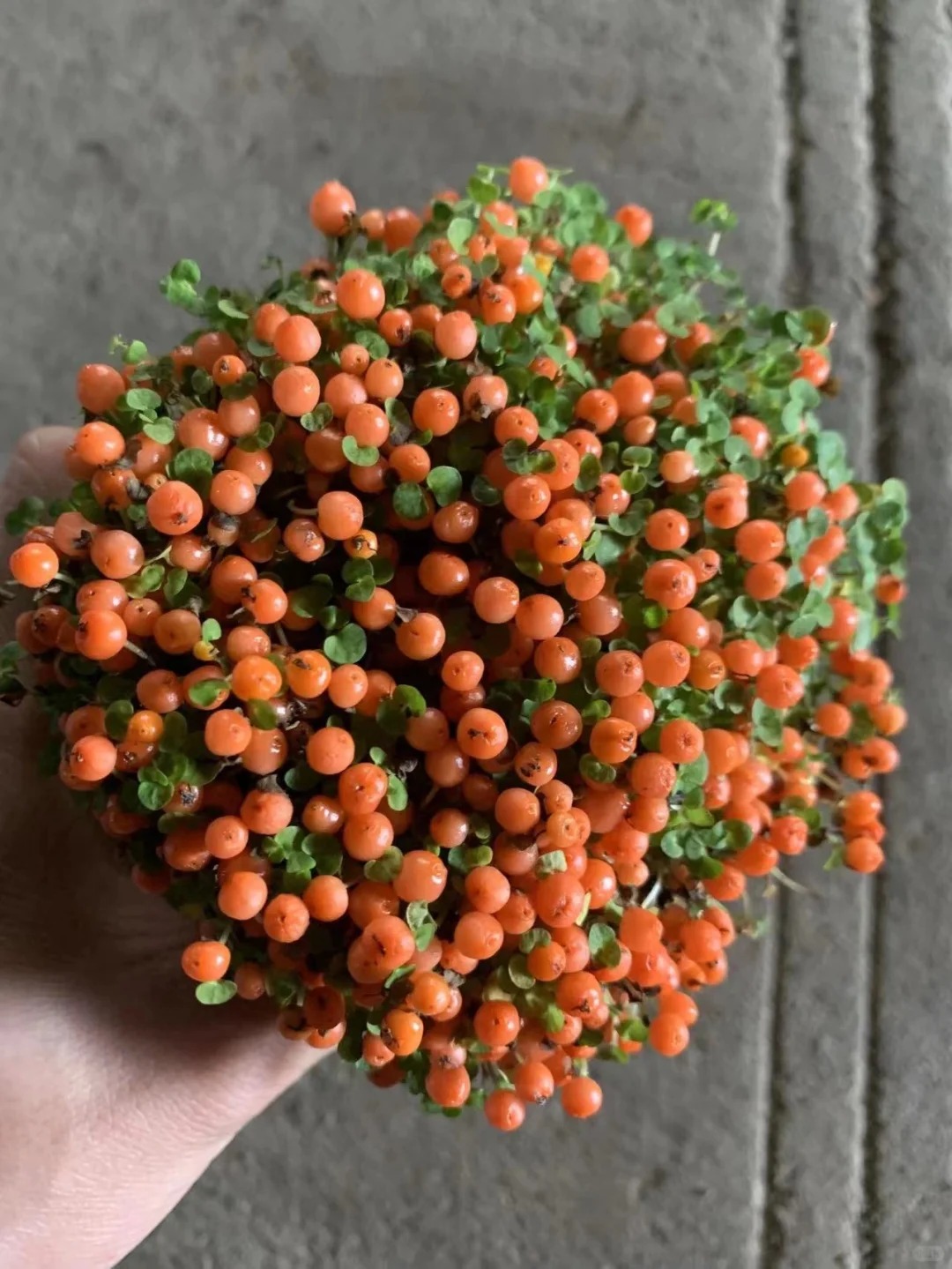 "Bảo bối" phong thủy mới cho Tết B&iacute;nh Ngọ 2026: T&ecirc;n nghe sang chảnh, b&eacute; x&iacute;u xiu m&agrave; h&uacute;t lộc cả năm- Ảnh 5.