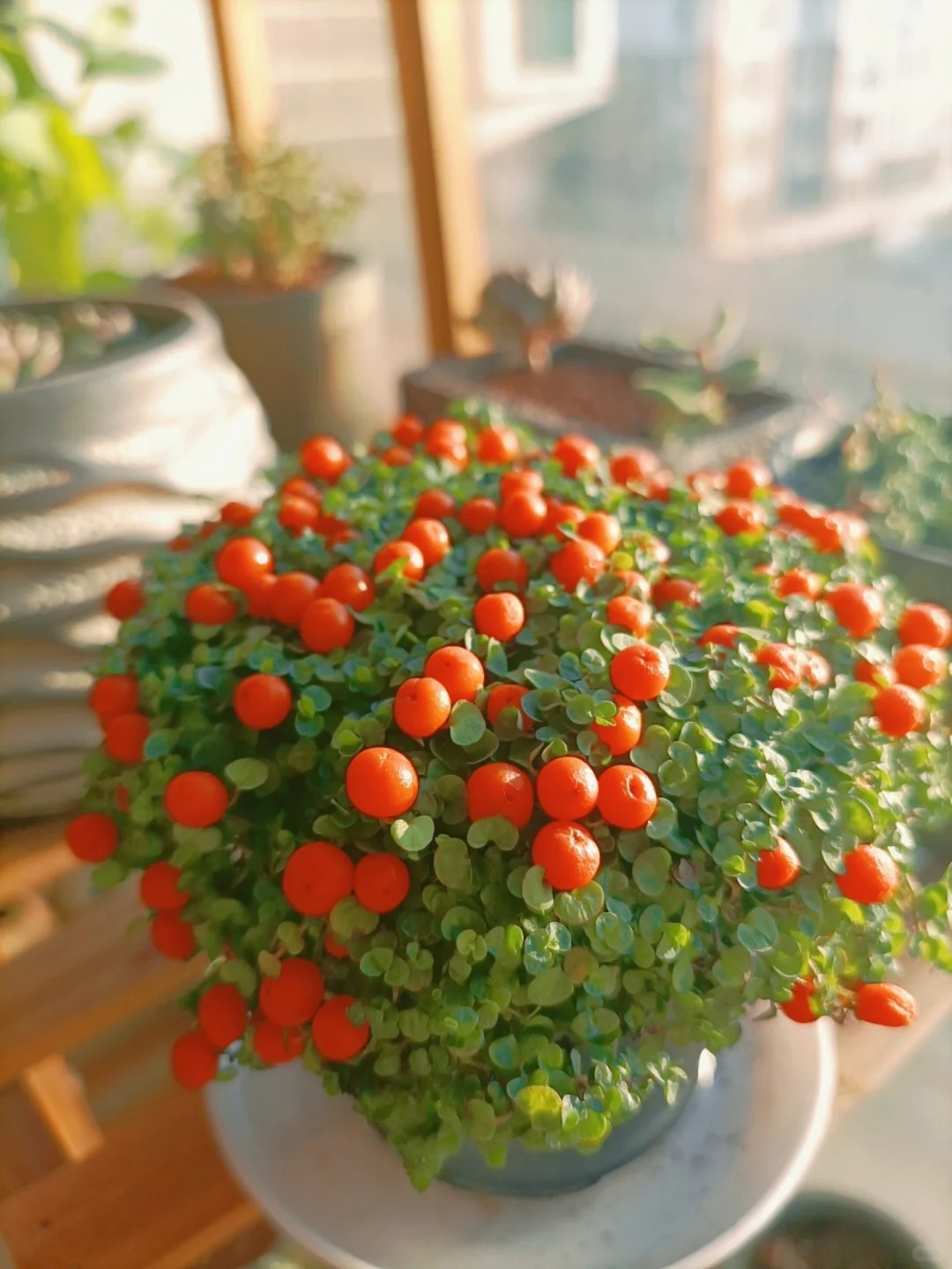 "Bảo bối" phong thủy mới cho Tết B&iacute;nh Ngọ 2026: T&ecirc;n nghe sang chảnh, b&eacute; x&iacute;u xiu m&agrave; h&uacute;t lộc cả năm- Ảnh 6.