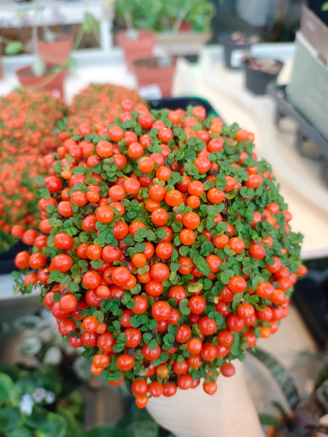 "Bảo bối" phong thủy mới cho Tết B&iacute;nh Ngọ 2026: T&ecirc;n nghe sang chảnh, b&eacute; x&iacute;u xiu m&agrave; h&uacute;t lộc cả năm- Ảnh 8.