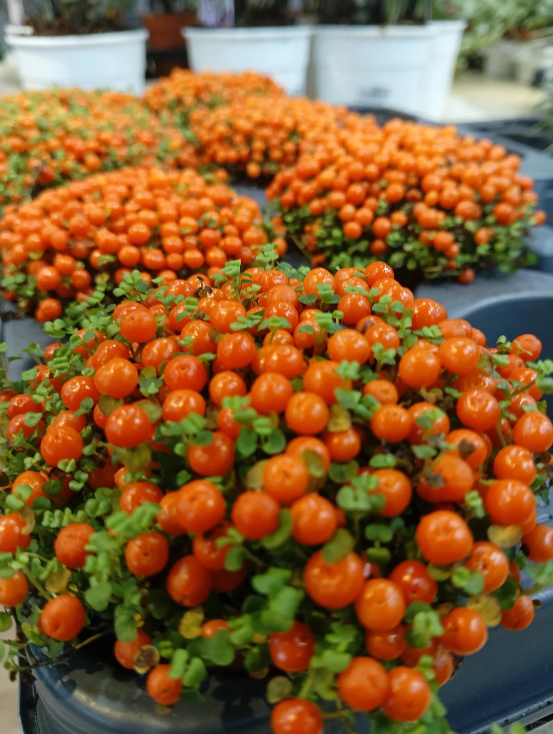 "Bảo bối" phong thủy mới cho Tết B&iacute;nh Ngọ 2026: T&ecirc;n nghe sang chảnh, b&eacute; x&iacute;u xiu m&agrave; h&uacute;t lộc cả năm- Ảnh 2.