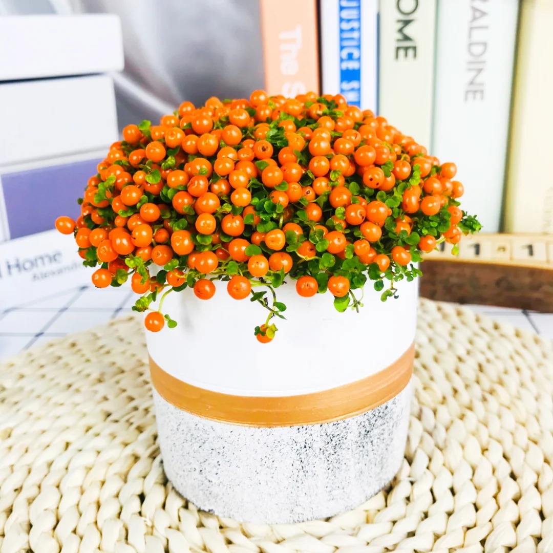 "Bảo bối" phong thủy mới cho Tết B&iacute;nh Ngọ 2026: T&ecirc;n nghe sang chảnh, b&eacute; x&iacute;u xiu m&agrave; h&uacute;t lộc cả năm- Ảnh 14.