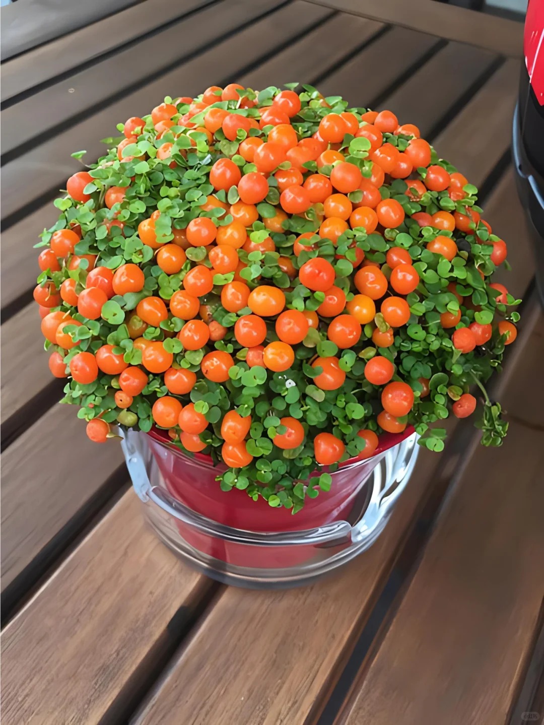 "Bảo bối" phong thủy mới cho Tết B&iacute;nh Ngọ 2026: T&ecirc;n nghe sang chảnh, b&eacute; x&iacute;u xiu m&agrave; h&uacute;t lộc cả năm- Ảnh 21.