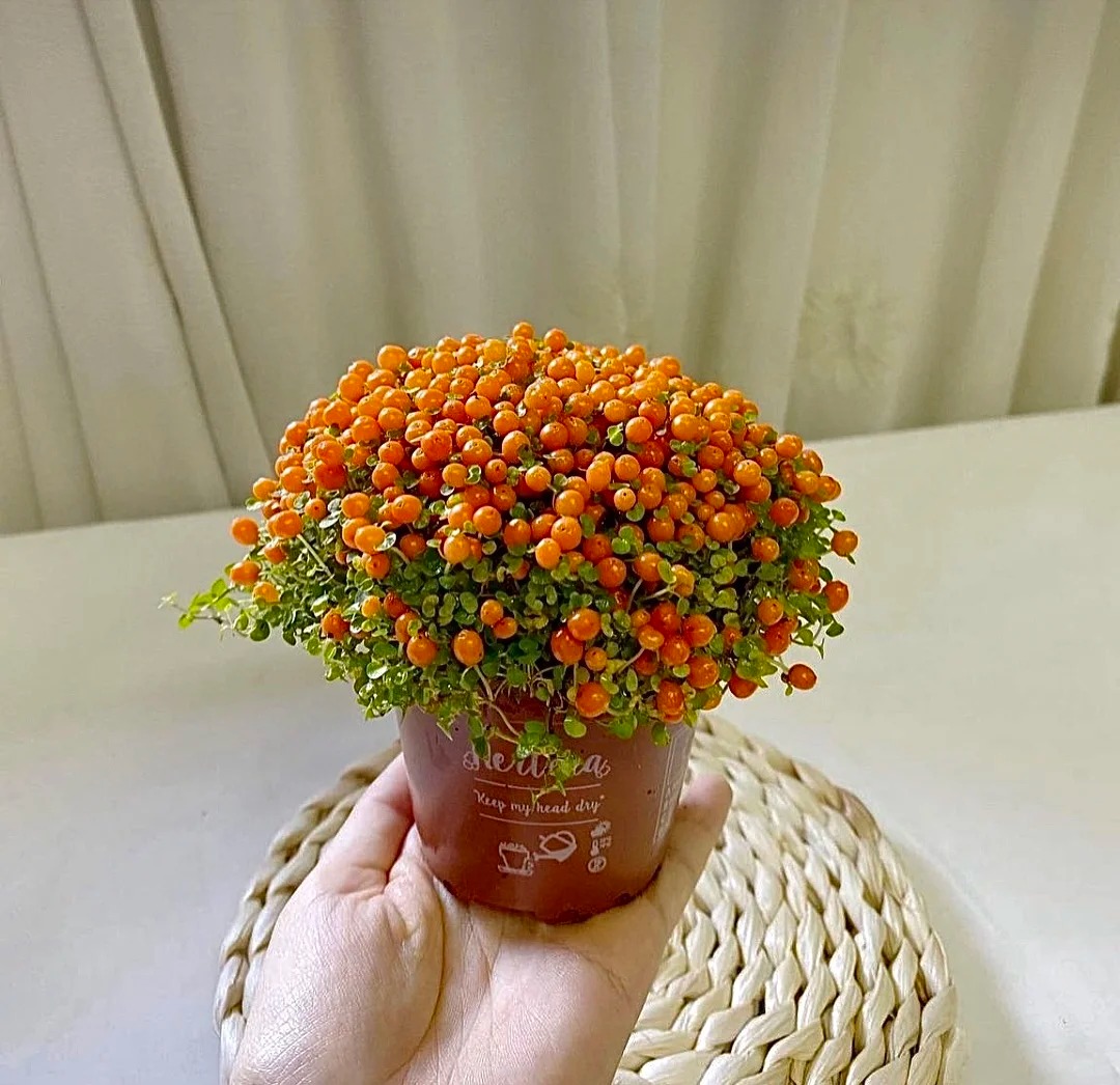 "Bảo bối" phong thủy mới cho Tết B&iacute;nh Ngọ 2026: T&ecirc;n nghe sang chảnh, b&eacute; x&iacute;u xiu m&agrave; h&uacute;t lộc cả năm- Ảnh 13.