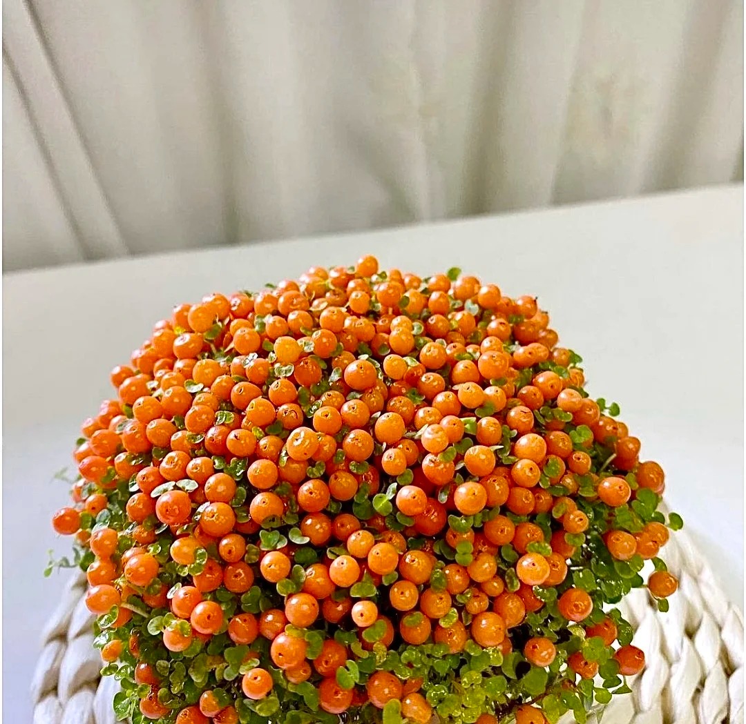 "Bảo bối" phong thủy mới cho Tết B&iacute;nh Ngọ 2026: T&ecirc;n nghe sang chảnh, b&eacute; x&iacute;u xiu m&agrave; h&uacute;t lộc cả năm- Ảnh 12.