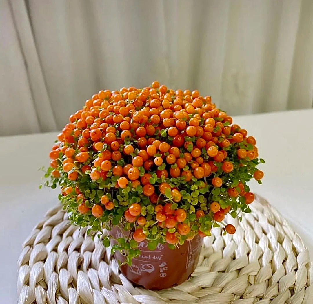 "Bảo bối" phong thủy mới cho Tết B&iacute;nh Ngọ 2026: T&ecirc;n nghe sang chảnh, b&eacute; x&iacute;u xiu m&agrave; h&uacute;t lộc cả năm- Ảnh 11.